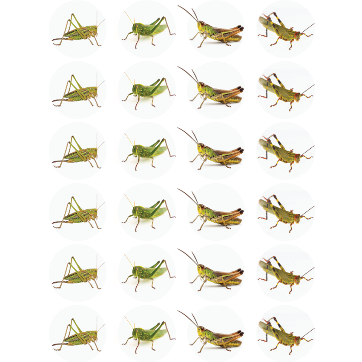 Grasshopper Stickers 1" Round 25mm Color Print 10/pk