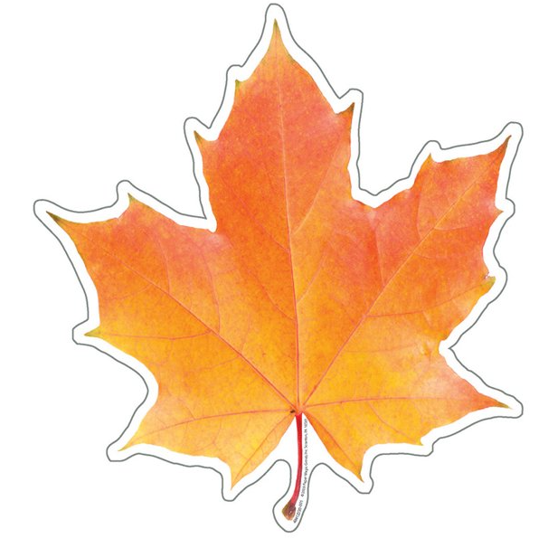 Photo Leaf Paper Cut-Outs 5" 36/pk