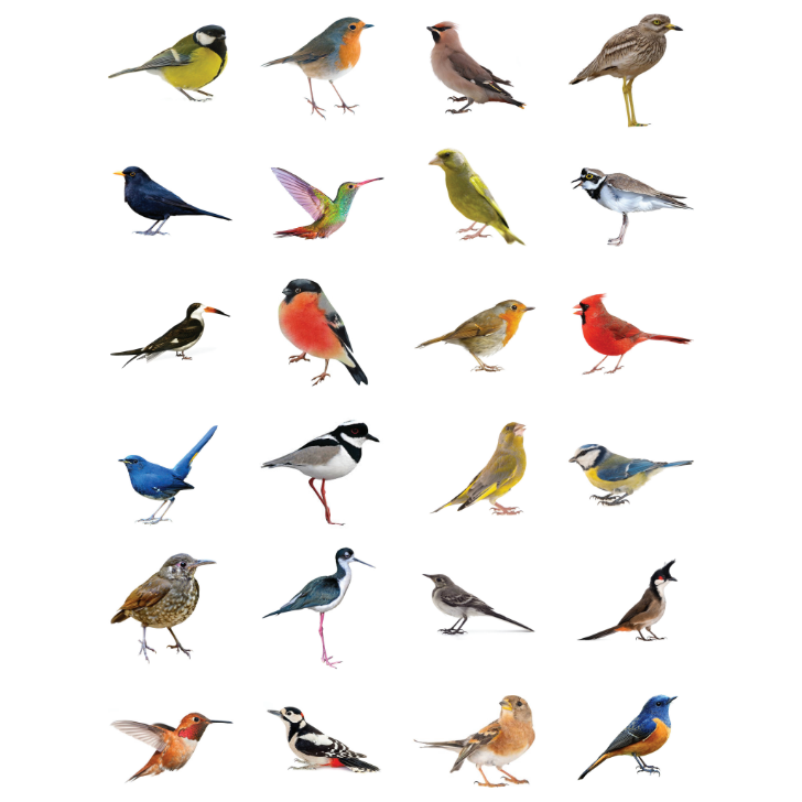 Assorted Bird Stickers 1" Round 25mm Color Print 10/pk