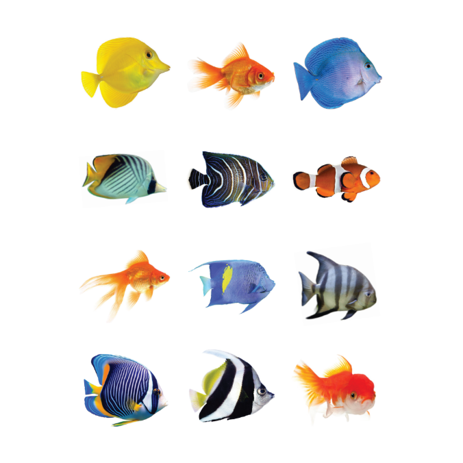 Fish Assortment Stickers 1 1/4" Round 32mm Clear 10/pk