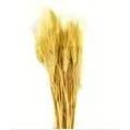 4oz Natural Barley
