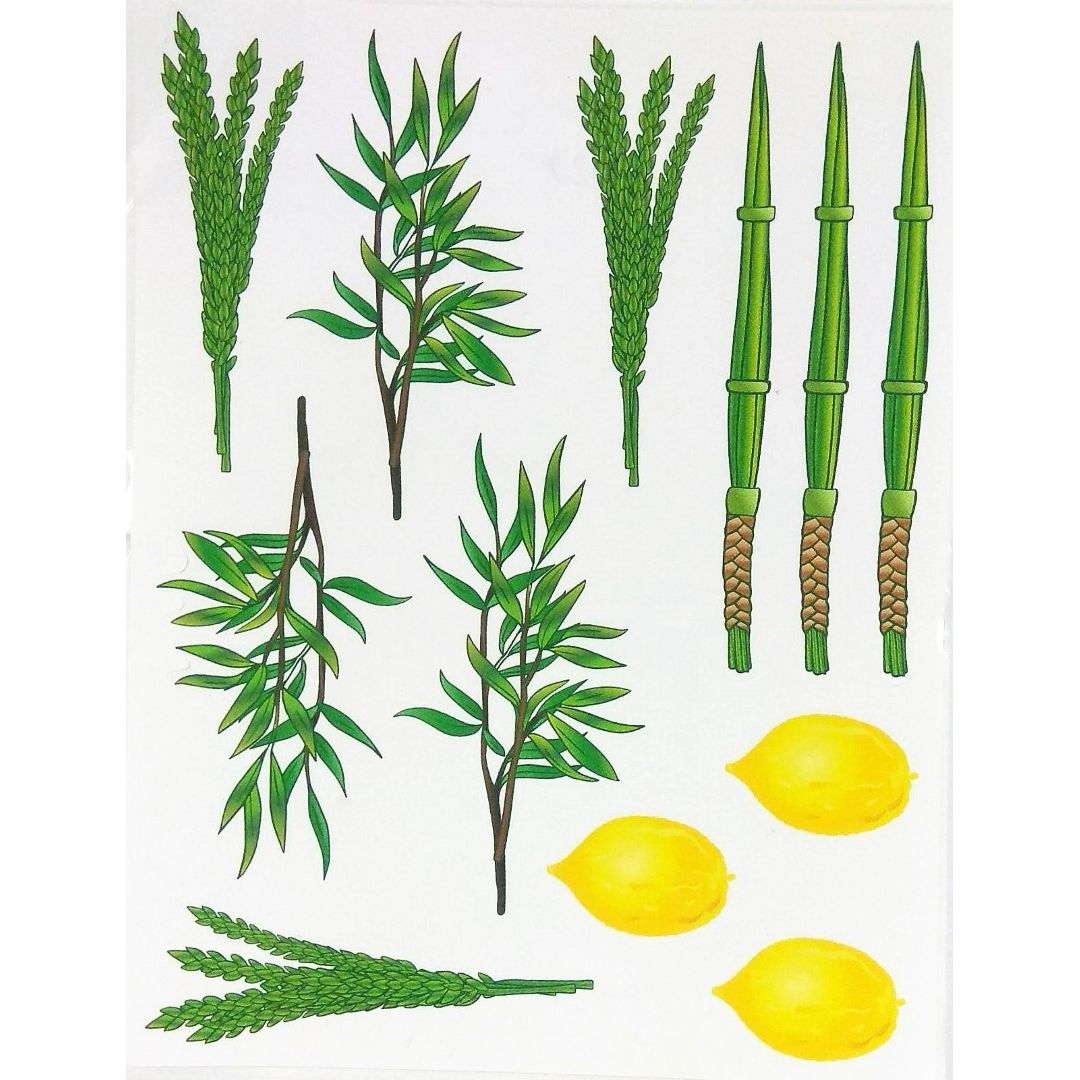 lulav esrog set stickers 10 Sheets