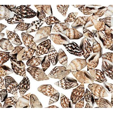 Mini Sea Shells 1/4"-1/2" 2800/pk
