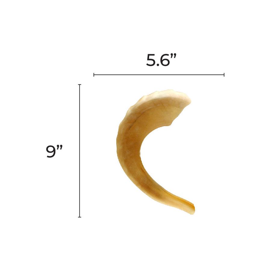 Shofar Sides 9-inch 20/pk