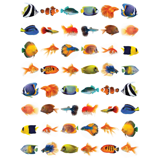 Fish Stickers 3/4" Round 19mm Clear 10/pk