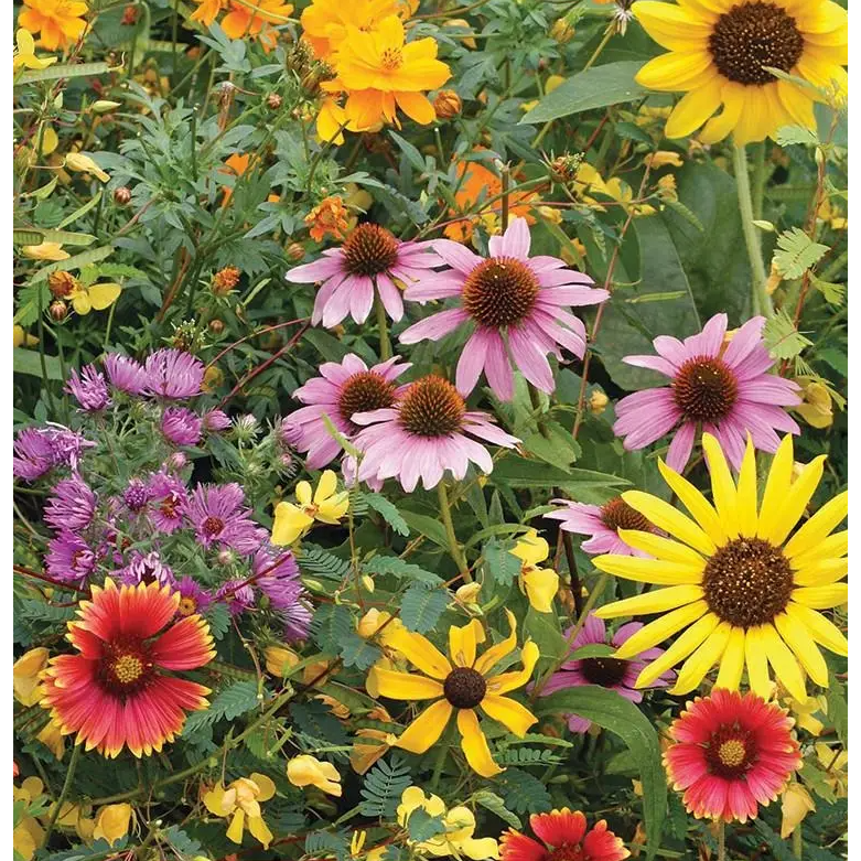 wildflower seed mix for honey bees Bird & Butterfly Mix | Wildflower Seeds
