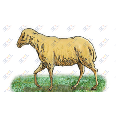 Sheep Cutout 2.5" x 2" 20/pk
