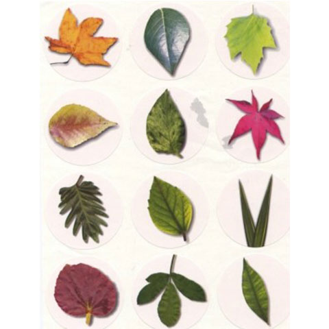 Leaves Stickers 1 1/2" 10 Sheets