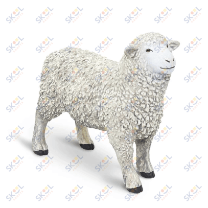 Sheep