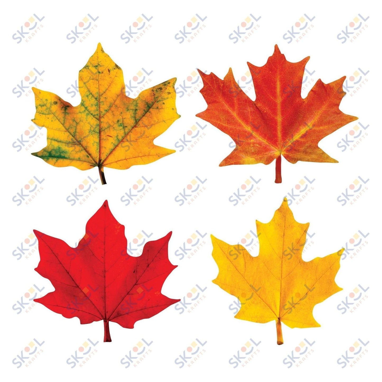 Maple Leaves Mini Accents Variety Pack 3" 36/pk