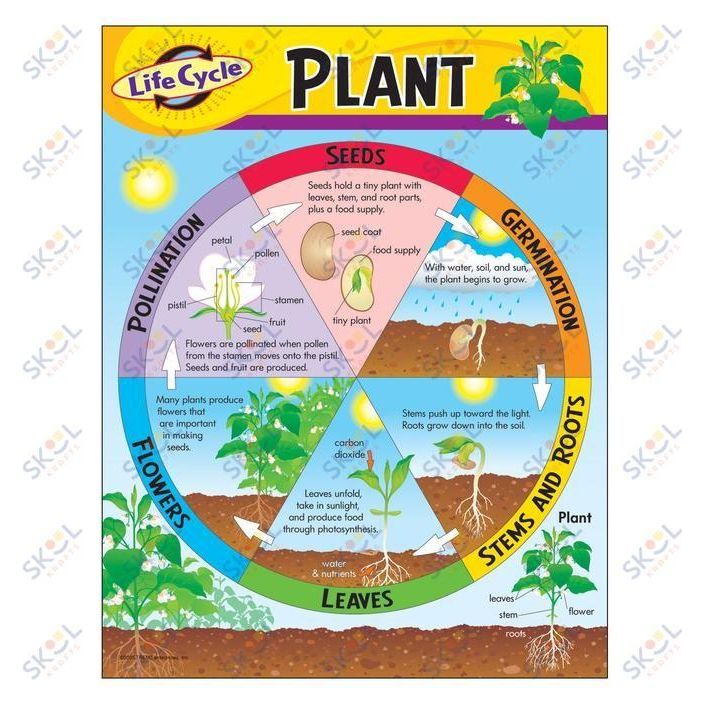 Life Cycle of a Plant Learning Chart 17" x 22" 1/pk