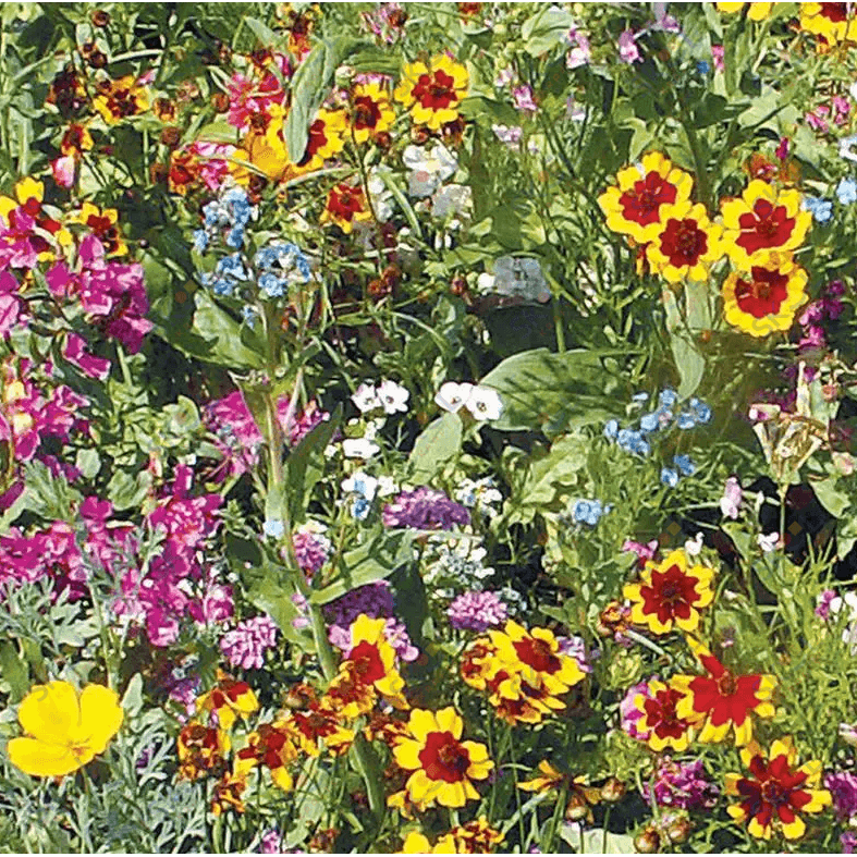 Sunny Mix-Wild flowers Seeds