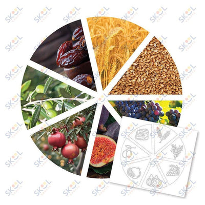 shivas haminim wheel COLOR