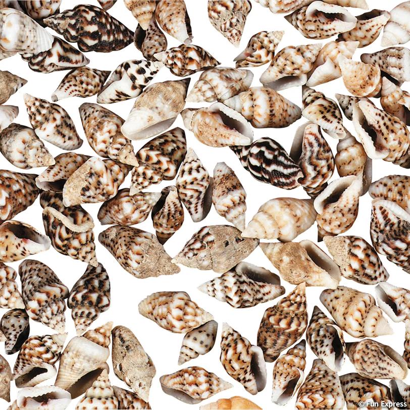 Mini Sea Shells 1/4"-1/2" 2800/pk