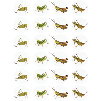 Grasshopper Stickers 1" Round 25mm Color Print 10/pk