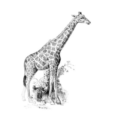 Giraffe Mini Sketching