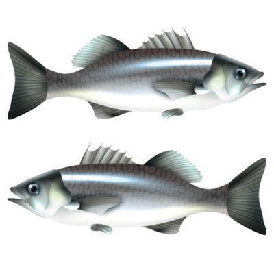 fish cutout 3" 10 set 20/pk