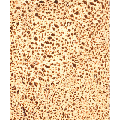 Matzah paper 8.5"x11" 25/pk