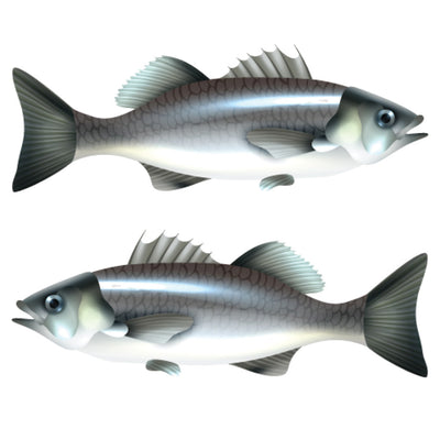 Fish cutout 3" 10 set 20/pk