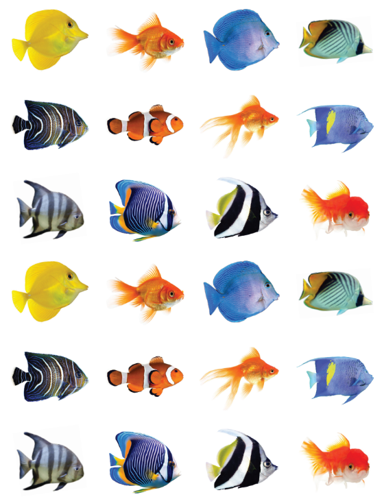 Fish Assortment Stickers Round 25mm Clear 10/pk