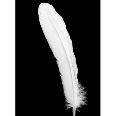 White Feathers 6" - 8" 12ct