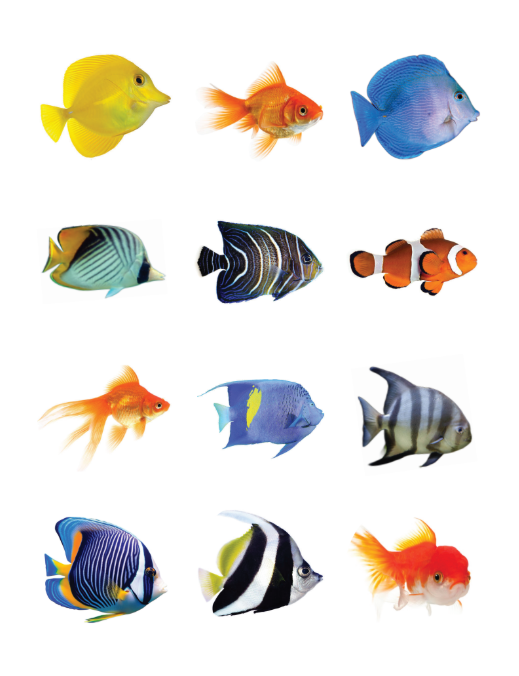 Fish Assortment Stickers 1 1/4" Round 32mm Clear 10/pk