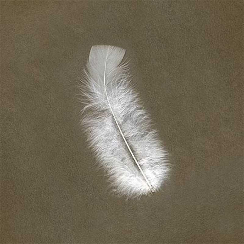 Feathers 14gr (Black)