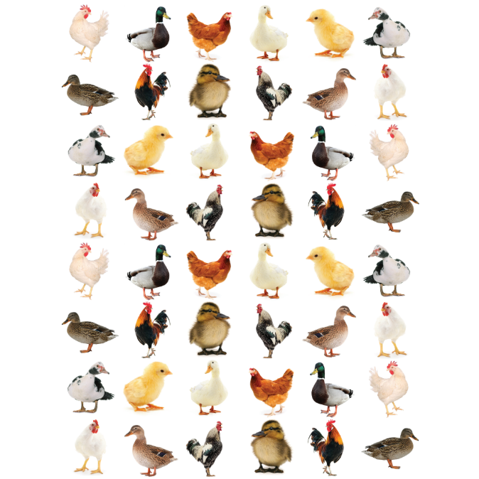 Ducks and Chickens Stickers Round 19mm Color Print 10/pk