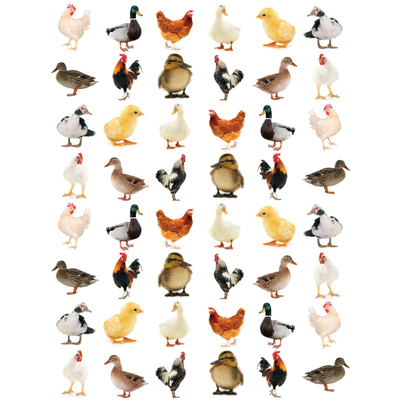 Ducks and Chickens Stickers Round 19mm Color Print 10/pk
