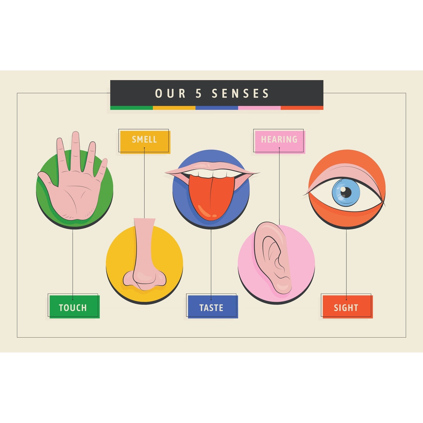 Our 5 senses poster 36x24
