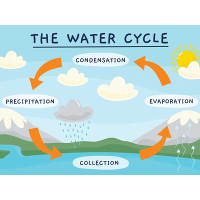 The water cycle poster - hand drawn 18x24.