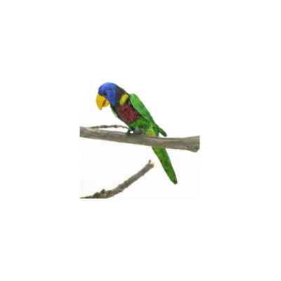 GREEN NAPED LORIKEET