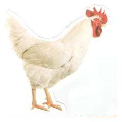 Kapporah Chicken Cutout w/glitter 5" 20/pk