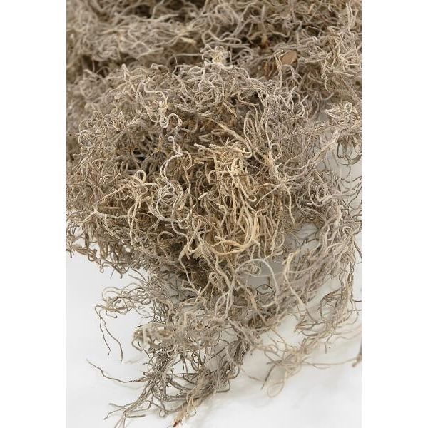 Spanish Natural Moss 8 liter (16 oz)