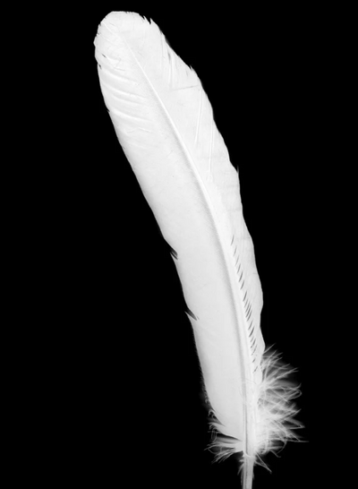 White Feathers 6" - 8" 12ct