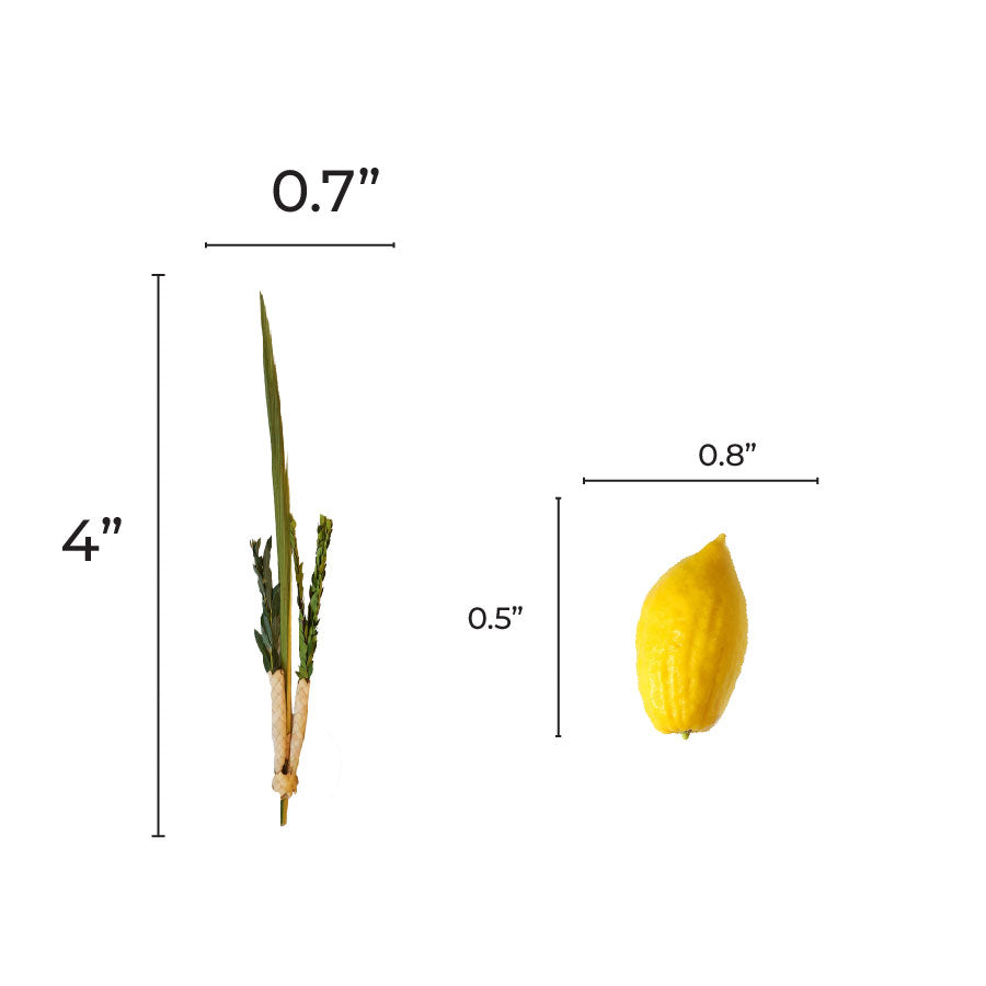 Lulav & Etrog 4-inch 20/pk