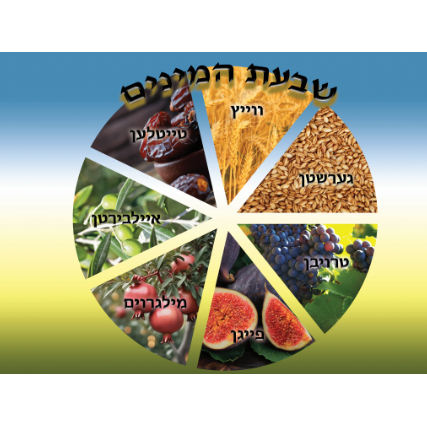 Shivas haminim wheel Poster 24" x 18" laminated