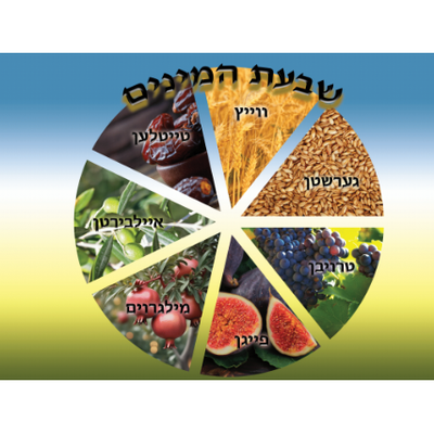 Shivas haminim wheel Poster 24" x 18" laminated