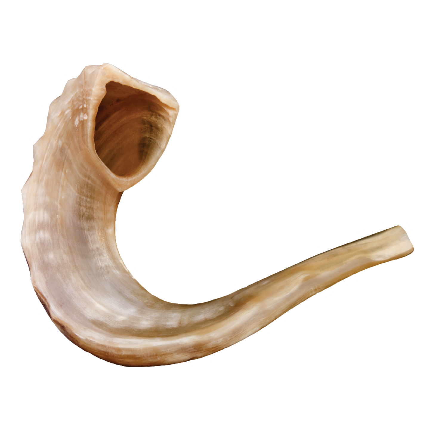 Paper cutout shofar 4.5" 20/pk (discontinued)