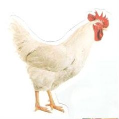 Kapporah Chicken Cutout w/glitter 5" 20/pk