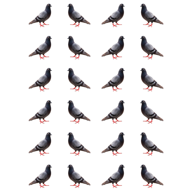 Pigeon Bird Stickers 1" Round 25mm Clear 10/pk