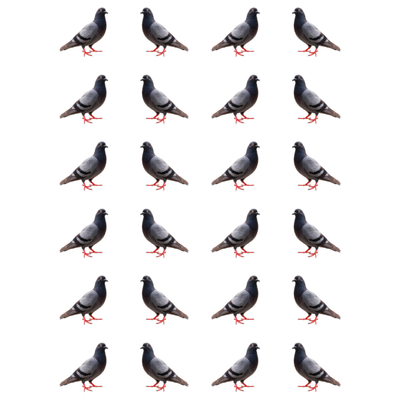 Pigeon Bird Stickers 1" Round 25mm Clear 10/pk