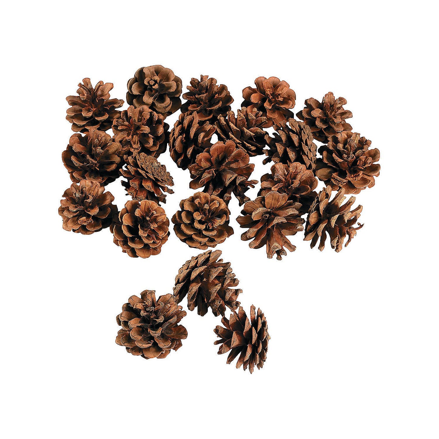 Mini Natural Pinecones 1" - 2" 2 dz/pk