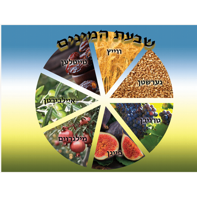 shivas haminim wheel 24''×18'' (landscape) POSTER