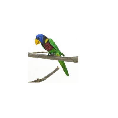 GREEN NAPED LORIKEET