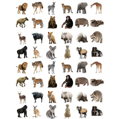 Wild Animal Stickers Round 19mm Color Print 10/pk