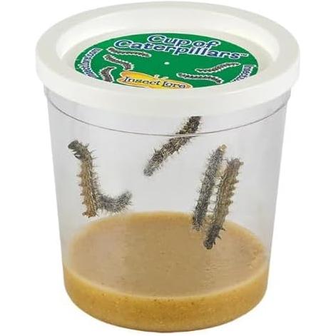 Cup Of 5 Live Caterpillars