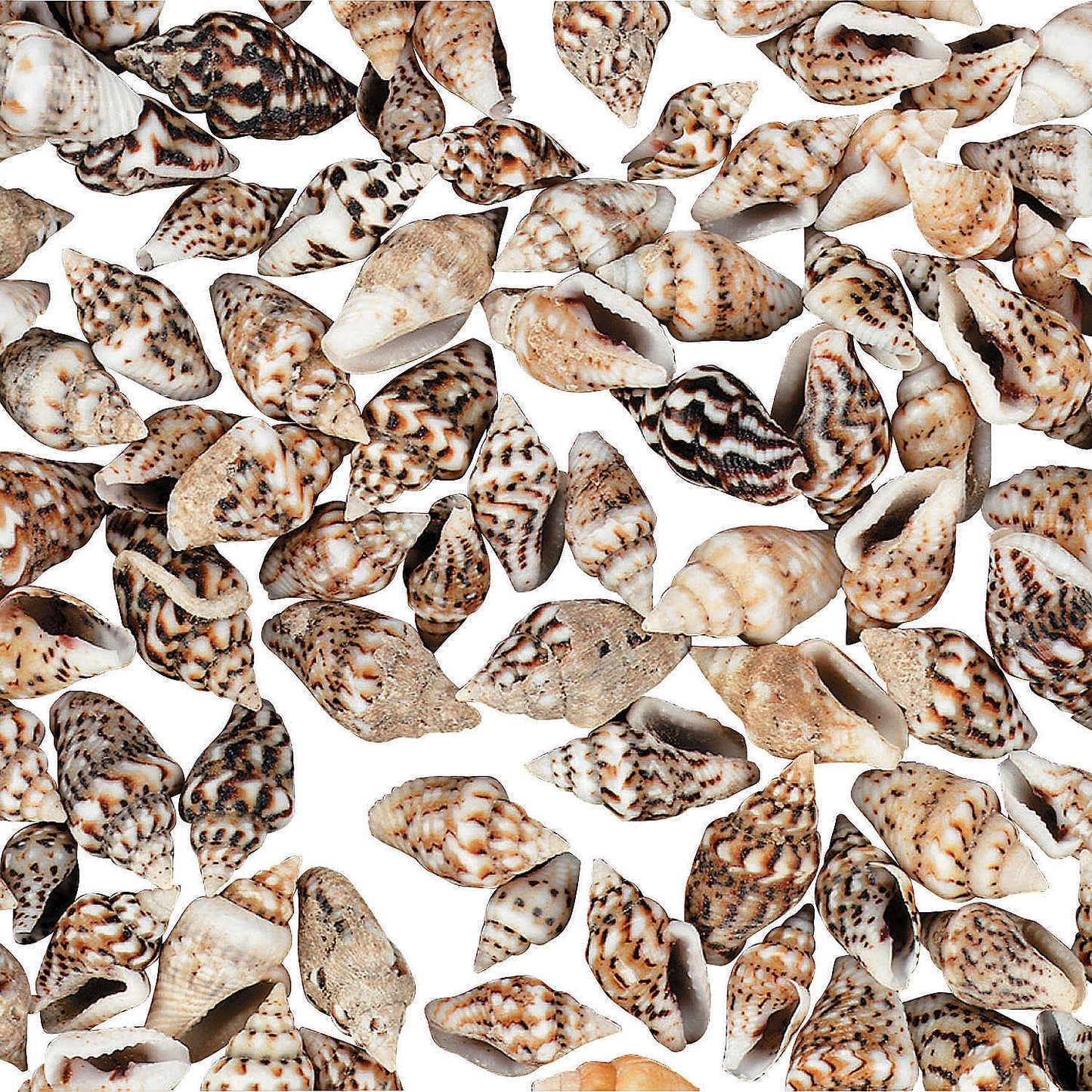 Mini Sea Shells 1/4"-1/2" 2800/pk