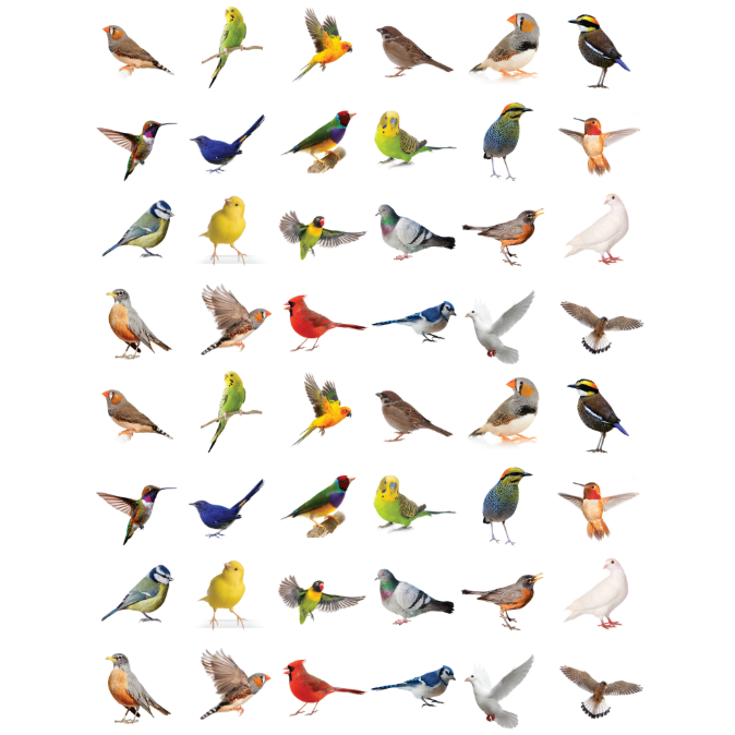 Assorted Bird Stickers 3/4" Round 19mm Color Print 10/pk