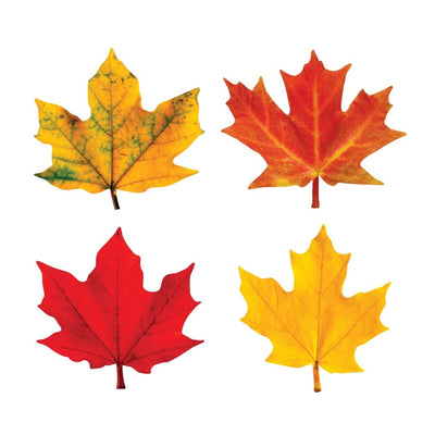 Maple Leaves Mini Accents Variety Pack 3" 36/pk